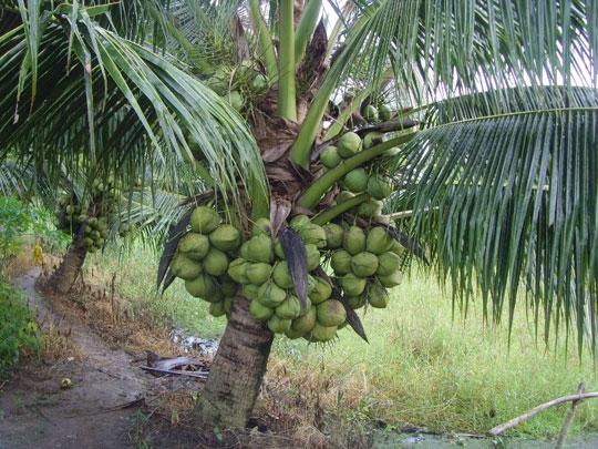 Mô hình điểm về hiệu quả kinh tế từ cây dừa xiêm xanh