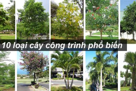 mua-cay-cong-trinh-1
